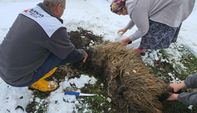 Akika- kurban: Jakubović Anela